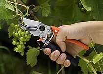 Scheren Wein-, Obst und Gartenbau